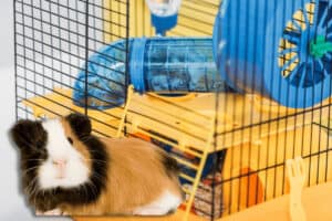 can a guinea pig use a hamster cage