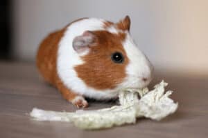 can guinea pigs break their teeth