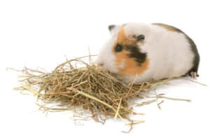 can my guinea pig be allergic to timothy hay