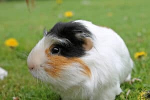 can my guinea pig wear diapers