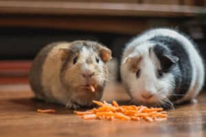 can you put a young guinea pig with an older one
