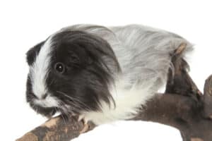 do guinea pigs lose weight as they get older
