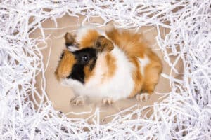 do guinea pigs make a lot of noise at night 1