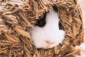 do guinea pigs make a lot of noise at night