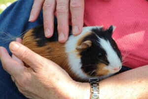 how can i help my dying guinea pig