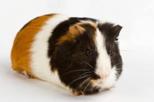 how long do guinea pig hiccups last