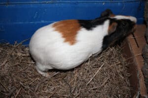 how much weight does a pregnant guinea pig gain