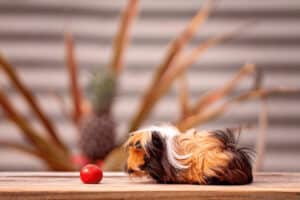 what is guinea pig rumblestrutting