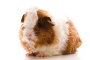 which guinea pig sheds the least