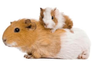 can a guinea pig have only one baby
