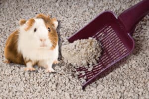 can you use cat litter for guinea pigs