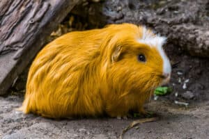 do guinea pig have eye boogers