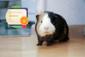 do guinea pig have pedigree