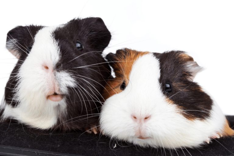 Do Guinea Pigs Change Gender?