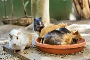 do guinea pigs pee and poop everywhere