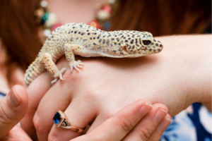 do leopard geckos like to be held