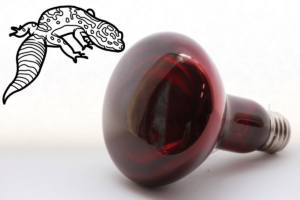 do leopard geckos need a heat lamp