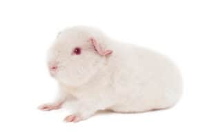 how common are albino guinea pigs