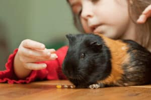 how high maintenance are guinea pigs