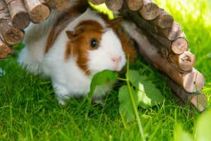 how hot is too hot for guinea pigs