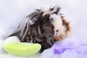 how often do you give a guinea pig a bath