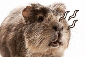 how strong is a guinea pigs sense of smell