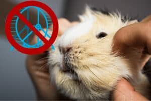 toys that are bad for guinea pigs