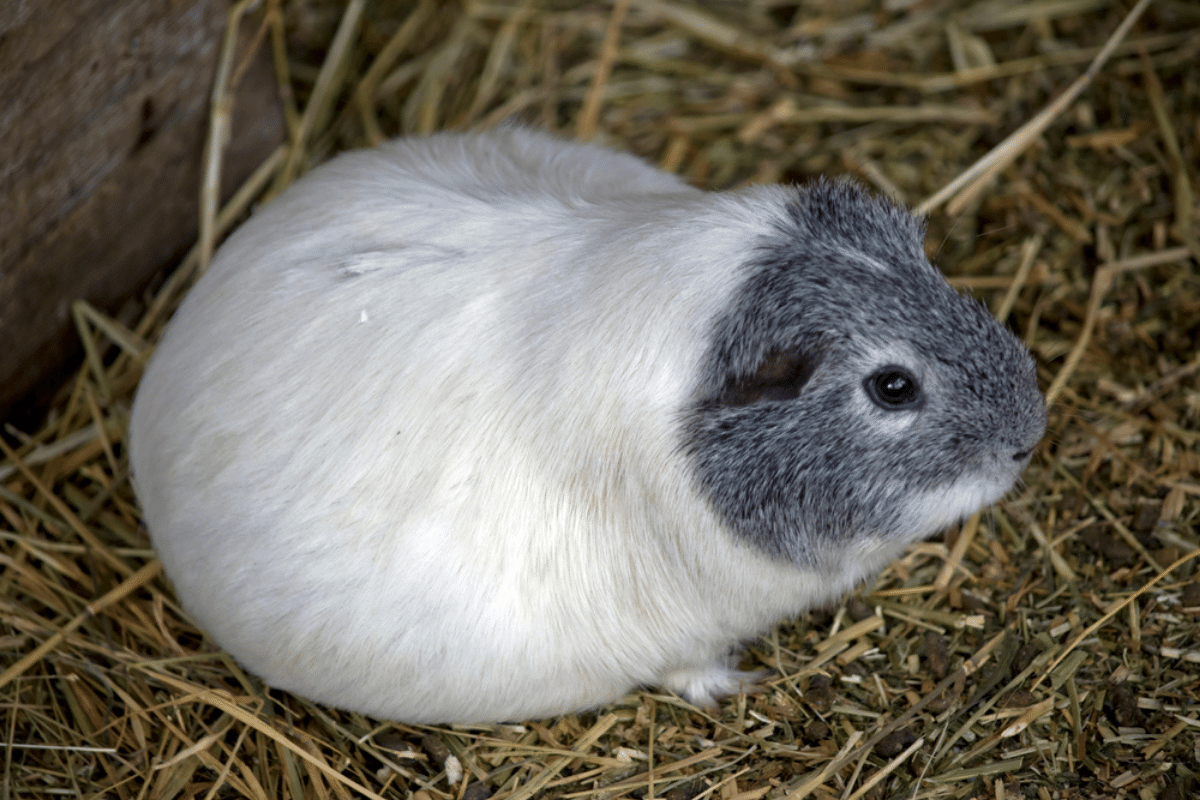 When Is A Guinea Pig Too Old To Breed 