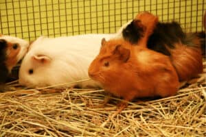 why are guinea pigs so scared