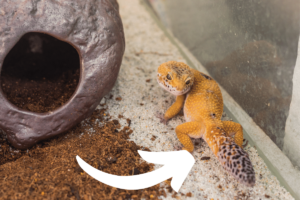 why are leopard geckos tails fat