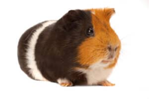 why do guinea pigs chatter their teeth