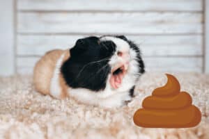 why do guinea pigs eat their poop