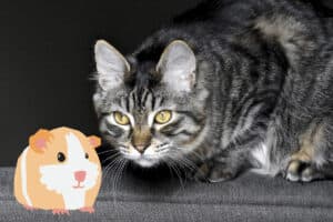 will a cat kill a guinea pig