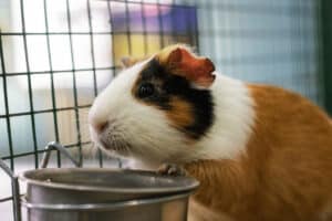will guinea pigs drink out of a bowl