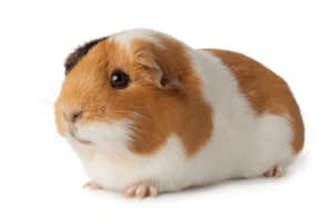 can guinea pigs wear cones