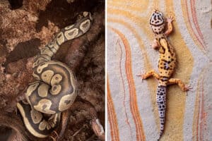 will a ball python eat a leopard gecko