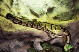 Ball Python Temperature, Humidity, and Lighting Requirements [Ultimate ...