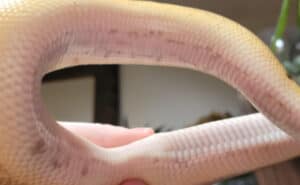 How To Treat & Prevent Ball Python Scale Rot