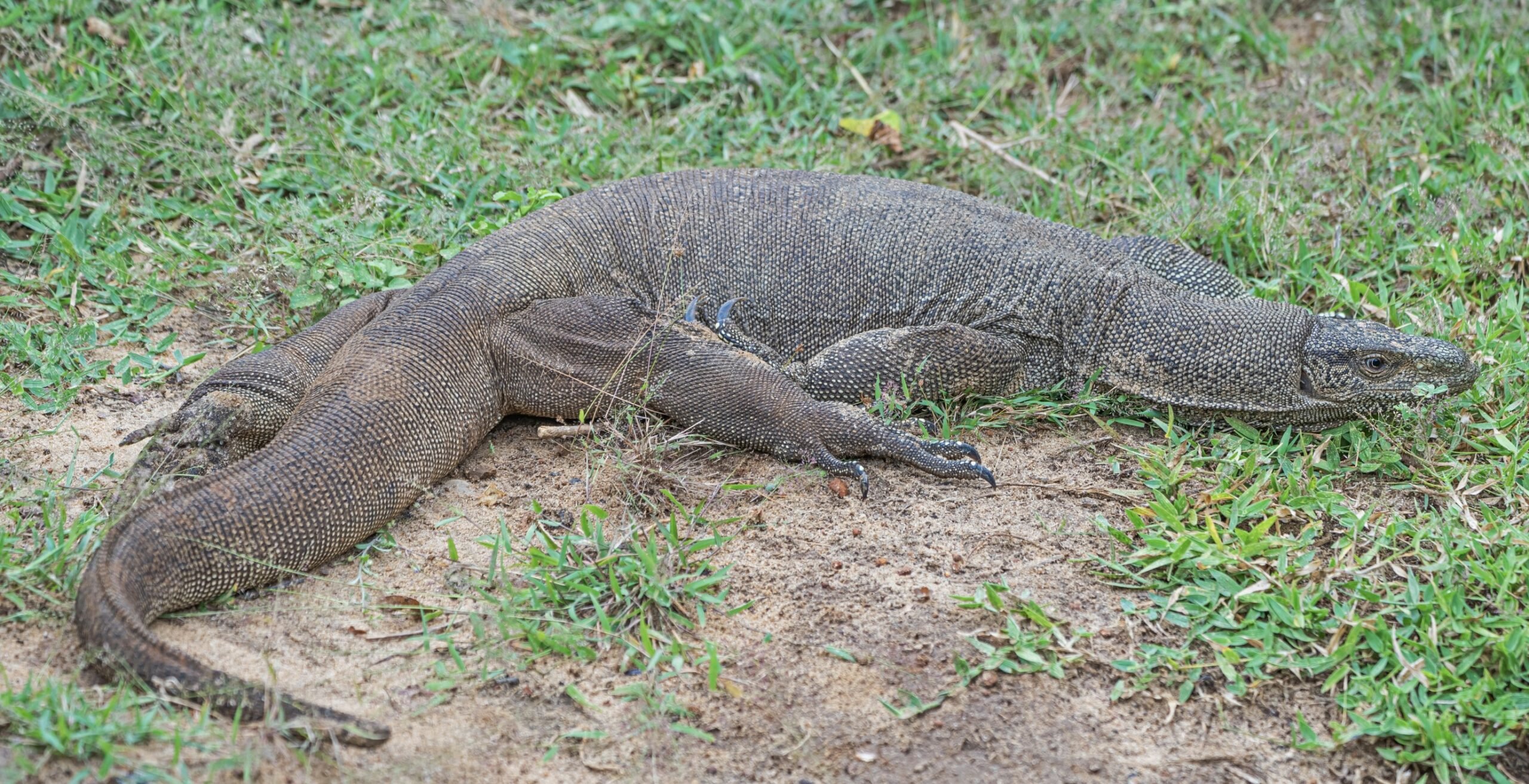 8 Largest Lizards In The World (Biggest Extant Lizards)