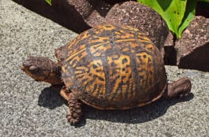 Will Box Turtles Die If You Move Them To A Different Location?