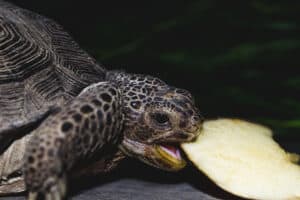 Do Turtles & Tortoises Bite? When and Why?