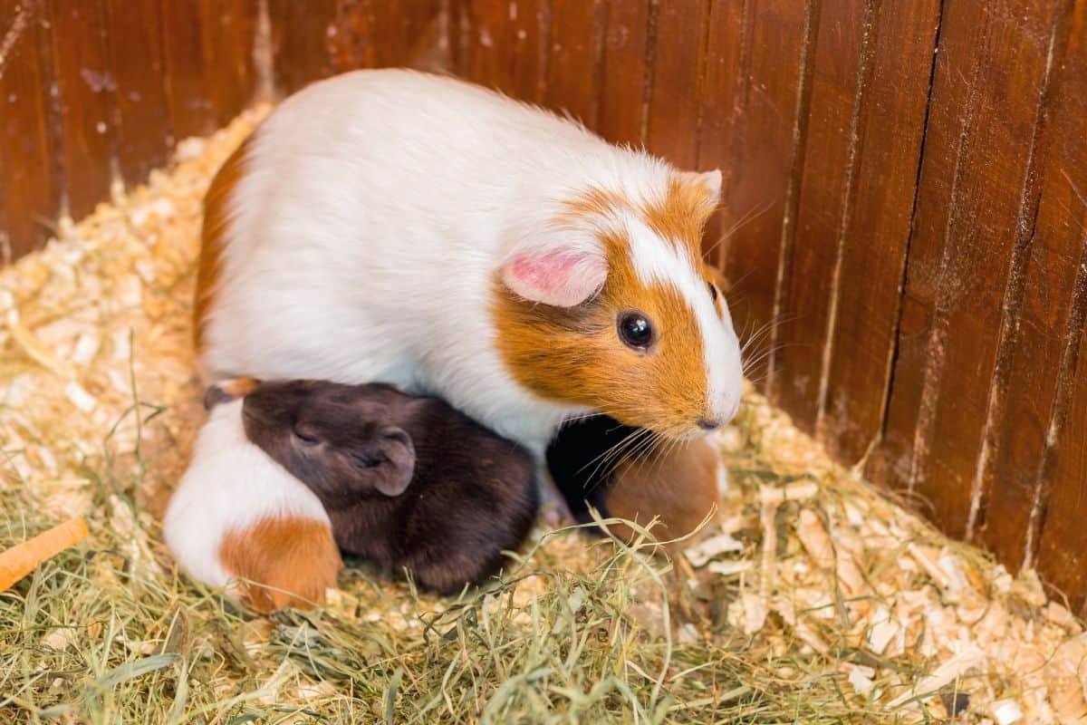 Gallery Detail: How To Tell If A Guinea Pig Is Pregnant What