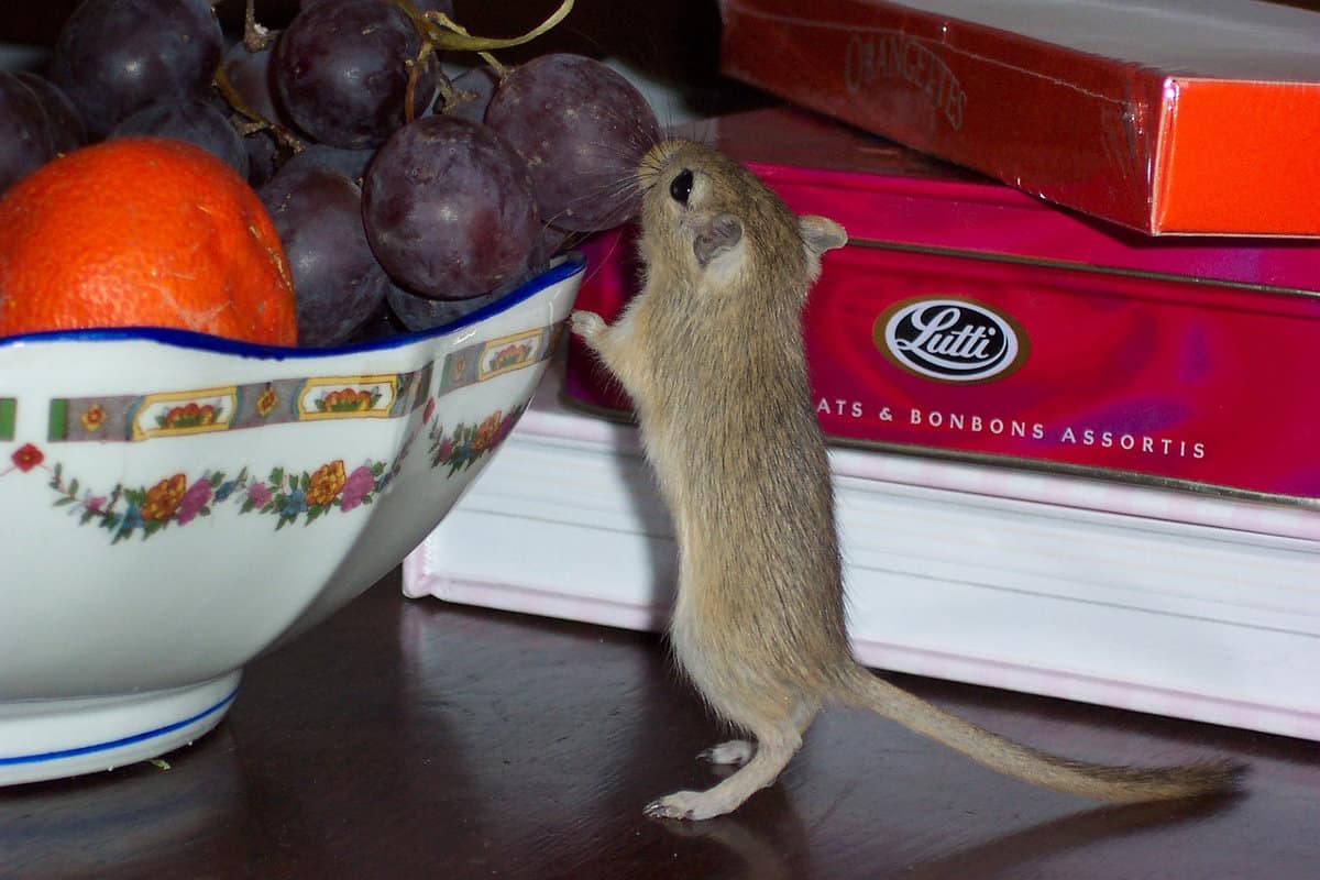What Gerbils Eat A Healthy Diet Guide For Your Gerbil