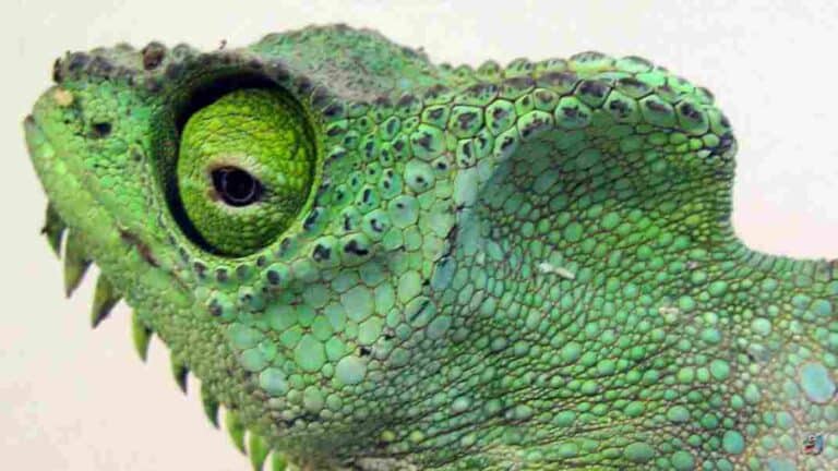 How to Tell If A Chameleon is Dying, Near Death, or Sick?