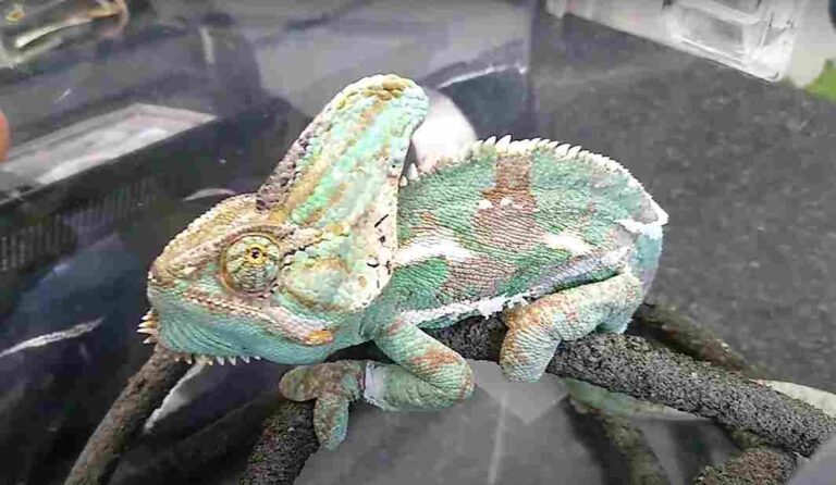 How to Tell If A Chameleon is Dying, Near Death, or Sick?