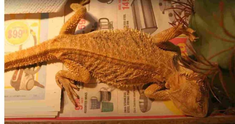How To Tell If Your Bearded Dragon Is Dying (Early Signs)