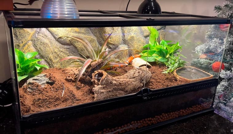Why Milk Snakes Make Great Pets If They re Right For You 