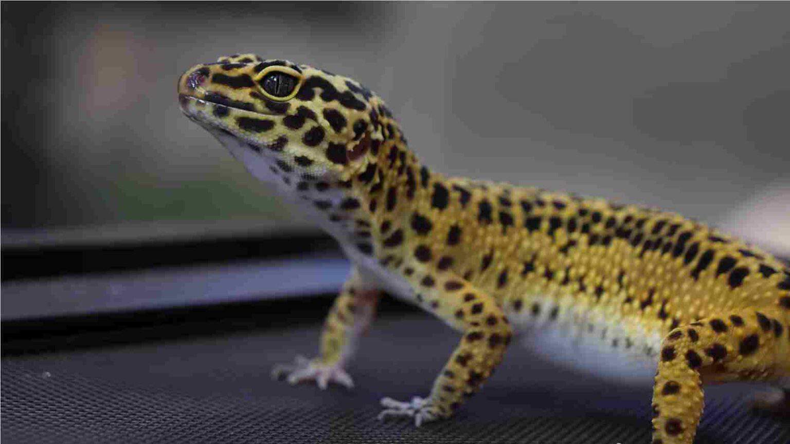 Why Female Leopard Geckos Lay Eggs Without Mating