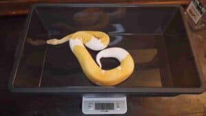 Ball Python Weight & Growth Guide (Size Chart)