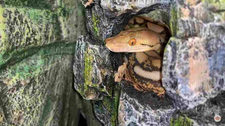 How To Find A Lost Ball Python And Where To Look